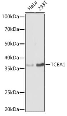 Western Blot: TCEA1 AntibodyAzide and BSA Free [NBP2-94175]